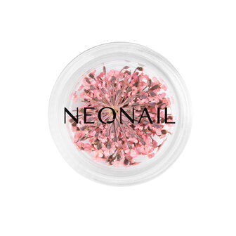 Dried Flowers Pink  01
